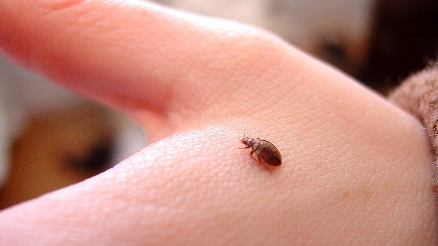 床蝨 (Bedbug) 是一種以吸食人血為生的寄生蟲，又被稱為「木蝨」或「臭蟲」。它們的體長約為4至6毫米，一般可以存活一年，並且擁有強大的繁殖能力和生命力。雌性床蝨在交配一次後就能持續不斷地產卵，每天可以產下5至6枚卵，一生內可能產下75至200枚卵。如果你的家中出現床蝨問題，將會變得非常棘手，難以根除。