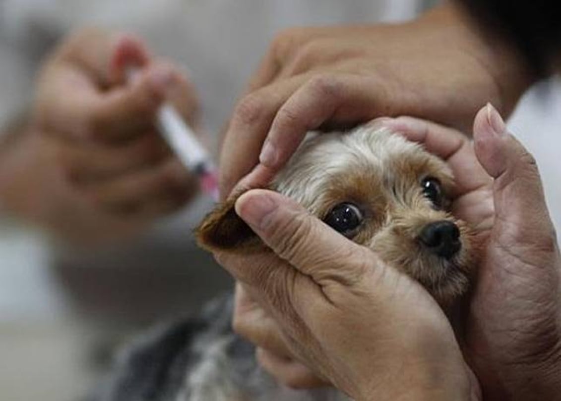 寵物移民準備事項一：準備瘋狗症疫苗，並為寵物植入ISO晶片  帶狗或貓移民前，必須先植入晶片( AVID 及 ISO) 以供辨識身份。另外，寵物需要在打完瘋狗症針21天後才可以移民到英國。  